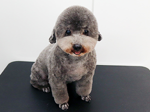 神奈川に近い東京町田のブリーダーKAKOでトリミングしたトイプードル